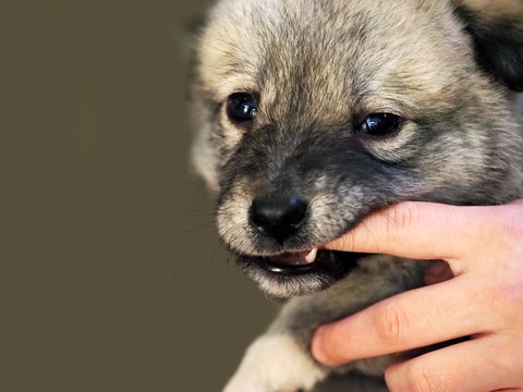 Alabai puppy gnaws his finger, because his teeth itch and grow.  Puppy dog nibbles hand of its owner. Central asian shepherd dog, tobet. Pets care. Copy space