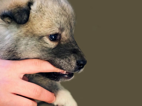 Alabai puppy gnaws his finger, because his teeth itch and grow. Pets care. Puppy dog nibbles hand of its owner. Central asian shepherd dog, tobet. Copy space