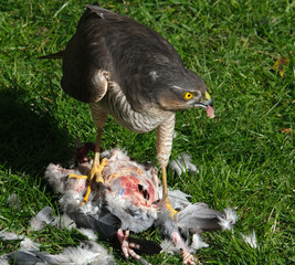 Female Sparrow hawk with feral pigeon kill in urban house garden.