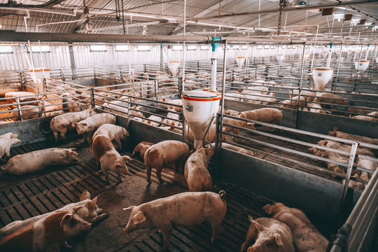 Lots of pigs in animal shed eating, standing and lying. Meat industry concept.