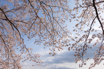 Fototapeta na wymiar white cherry blossom flower tree branch isolated on white sky background