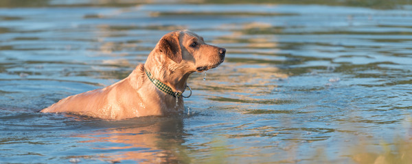 Golden Retriever dog is cooling his  body in pond water