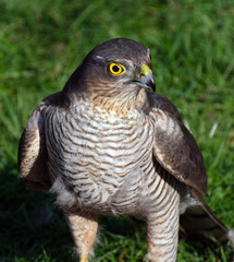 Female Sparrow hawk with feral pigeon kill in urban house garden.