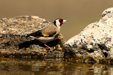 European goldfinch. Carduelis carduelis