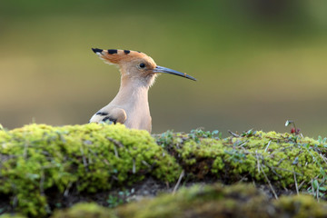 Hoopoe. Upupa epops