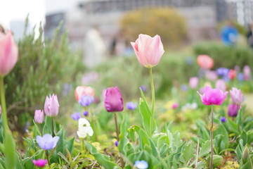 春の花