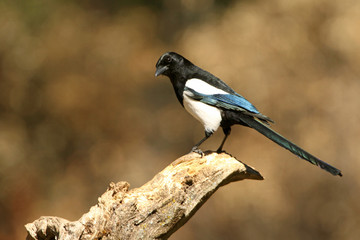 Common magpie. Pica pica