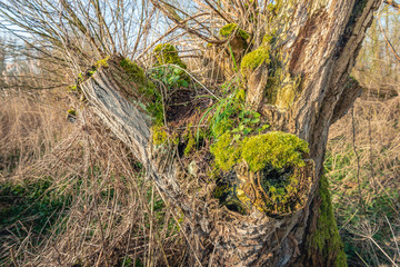 Grass, herbs and insects live together in the old willow tree. Small water droplets from morning dew are visible on the leaves. The photo was taken in the Dutch National Park Biesbosch, Noord-Brabant.