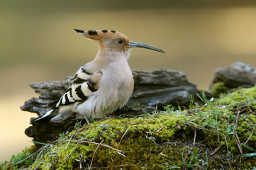 Hoopoe, Upupa epops