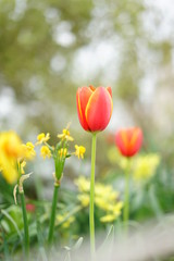 Obraz premium 春の花