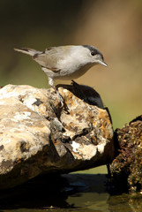 Blackcap. Sylvia atricapilla