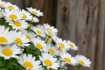 Obraz premium Field of blossom white daisy flowers for background in close up selective focus side view