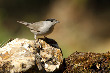 Blackcap. Sylvia atricapilla