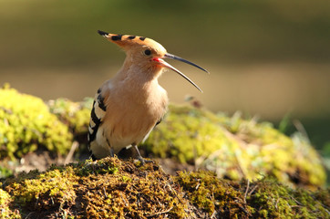 Hoopoe, Upupa epops © Jesus