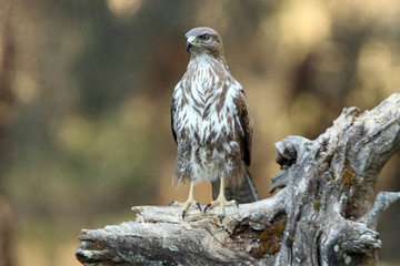 Common buzzard. Buteo buteo