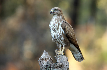 Common buzzard. Buteo buteo