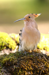 Hoopoe, Upupa epops