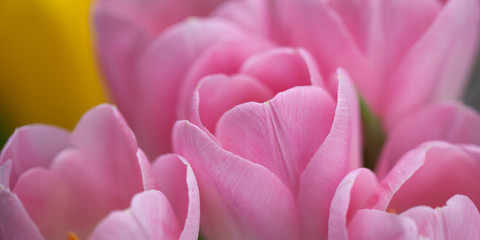 Obraz premium pink tulips close-up, buds slightly ajar. selective focus