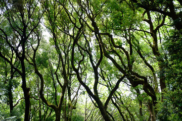 Deep tropical jungles green forest in spring