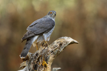 Tree years old male of Northern goshawk, Accipiter gentilis