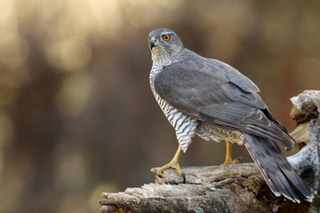 Tree years old male of Northern goshawk, Accipiter gentilis