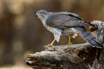 Tree years old male of Northern goshawk, Accipiter gentilis
