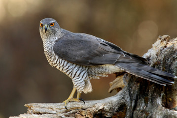 Tree years old male of Northern goshawk, Accipiter gentilis