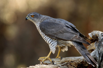 Tree years old male of Northern goshawk, Accipiter gentilis
