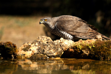 Tree years old male of Northern goshawk, Accipiter gentilis
