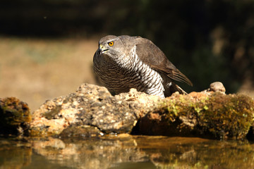 Tree years old male of Northern goshawk, Accipiter gentilis