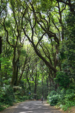 Deep tropical jungles green forest in spring © korkeng