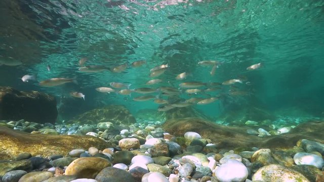 School of fish mullets with pebbles and rocks underwater in the Mediterranean sea, Spain, Costa Brava, Catalonia