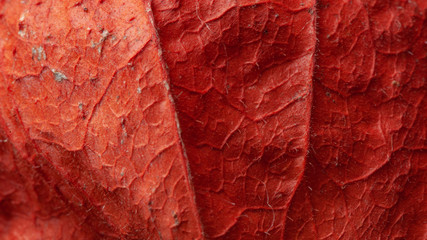 physalis close up of a distinctive pattern background