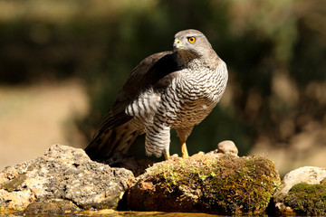 Tree years old male of Northern goshawk, Accipiter gentilis