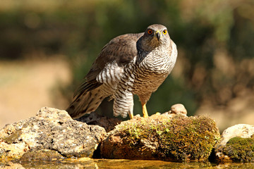 Tree years old male of Northern goshawk, Accipiter gentilis