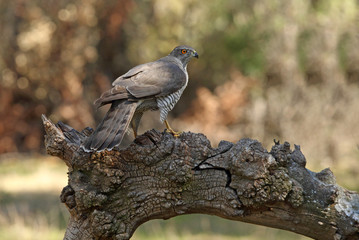 Tree years old male of Northern goshawk, Accipiter gentilis