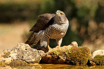 Tree years old male of Northern goshawk, Accipiter gentilis