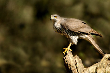 Tree years old male of Northern goshawk, Accipiter gentilis