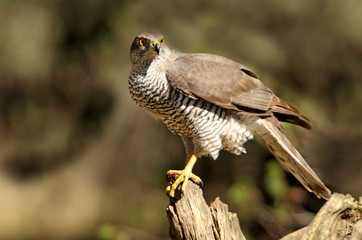Tree years old male of Northern goshawk, Accipiter gentilis