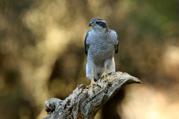 Adult male of Northern goshawk, Accipiter gentilis