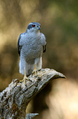 Adult male of Northern goshawk, Accipiter gentilis
