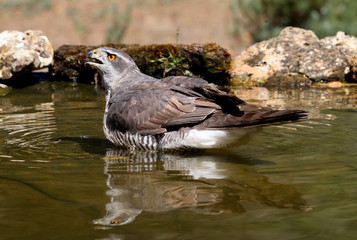 Tree years old female of Northern goshawk, Accipiter gentilis