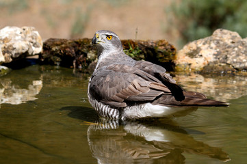 Tree years old female of Northern goshawk, Accipiter gentilis
