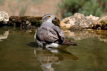 Tree years old female of Northern goshawk, Accipiter gentilis
