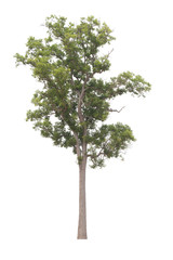 Tree isolated on white background.