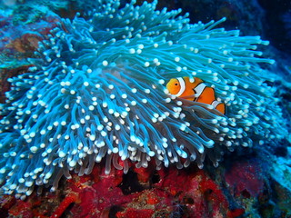 インド洋のクマノミ