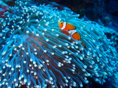 くまのみ の画像 975 632 件の Stock 写真 ベクターおよびビデオ Adobe Stock