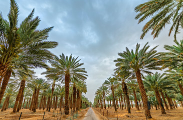 Fototapeta na wymiar Countryside road among plantations of date palms. Image depicts an advanced desert agriculture industry in the Middle East