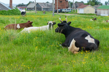 Cow resting and lying in the grass