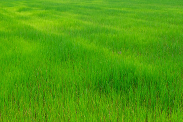 Green field of rice in Thailand for background